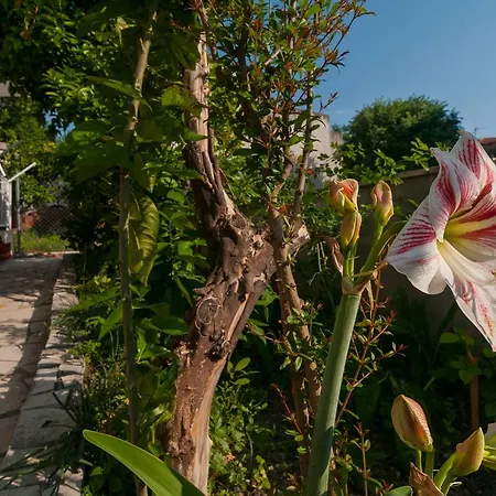 Apartment Vedrana *